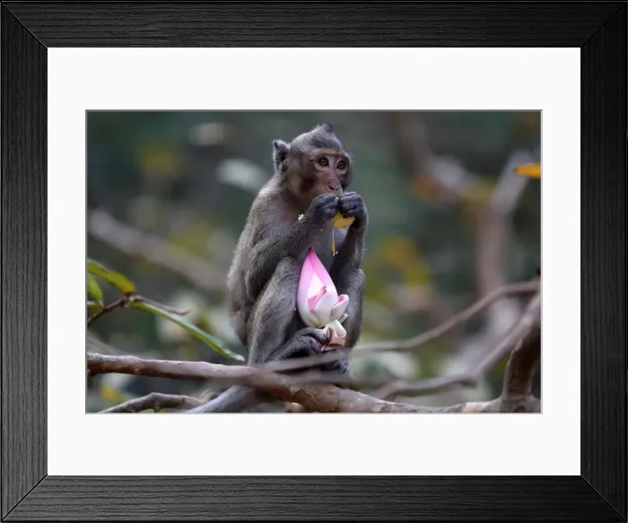 Framed Print : A monkey eats a lotus flower, during the annual Makha Bucha Day which celebrates Buddha s Framed Print : A monkey eats a lotus flower, during the annual Makha Bucha Day which celebrates Buddha s