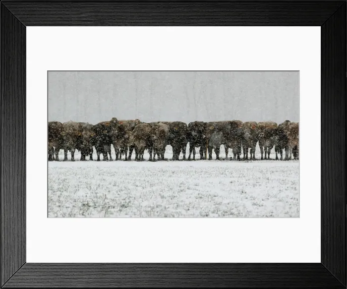Framed Print : Cows are seen during snowfalls near Landquart Framed Print : Cows are seen during snowfalls near Landquart