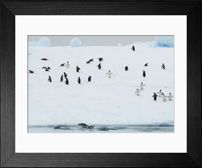 Framed Print : Penguins congregate on an iceberg in Andvord Bay, Antarctica Framed Print : Penguins congregate on an iceberg in Andvord Bay, Antarctica