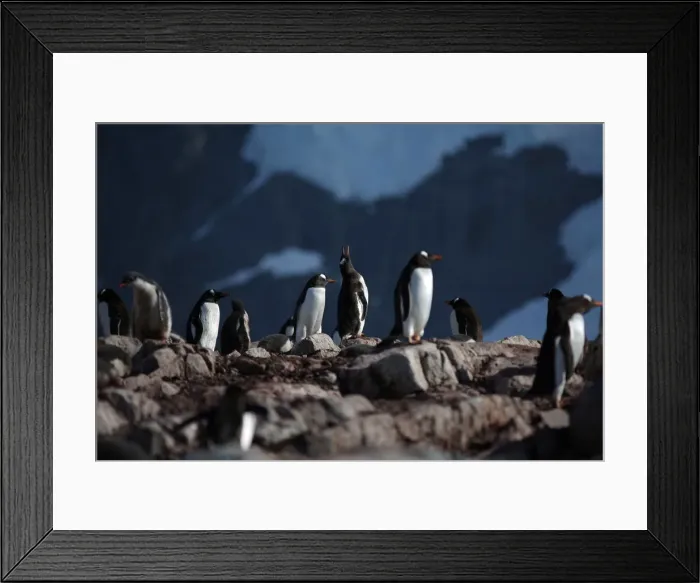 Framed Print : Penguins stand on Curverville Island, Antarctica Framed Print : Penguins stand on Curverville Island, Antarctica