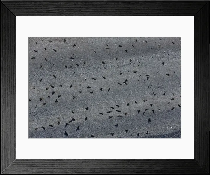 Framed Print : Seals on a beach in Half Moon Bay, Antarctica Framed Print : Seals on a beach in Half Moon Bay, Antarctica