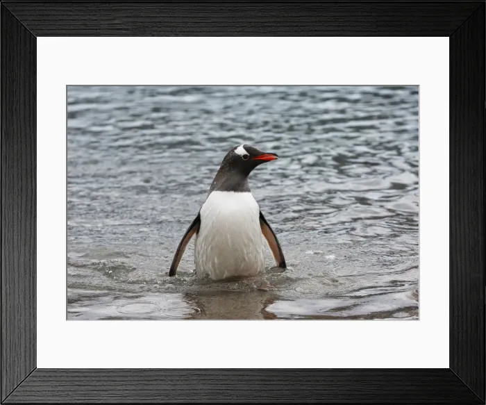 Framed Print : A penguin comes ashore in Neko Harbour, Antarctica