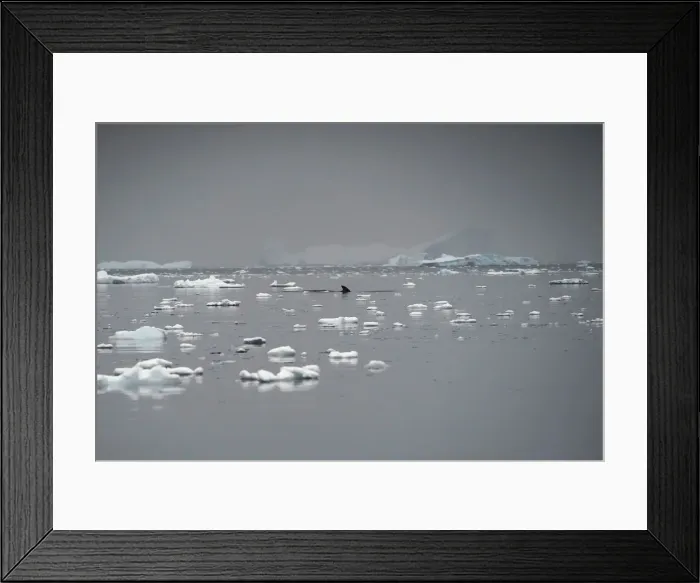 Framed Print : A whales fin rises above the water in Andvord Bay, Antarctica Framed Print : A whales fin rises above the water in Andvord Bay, Antarctica