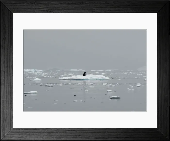 Framed Print : A seal occupies an iceberg in Andvord Bay, Antarctica Framed Print : A seal occupies an iceberg in Andvord Bay, Antarctica