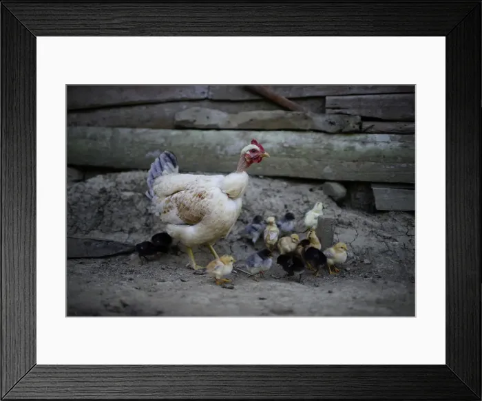 Framed Print : The Wider Image: In the Sierra Maestra, Castro revolution lives Framed Print : The Wider Image: In the Sierra Maestra, Castro revolution lives