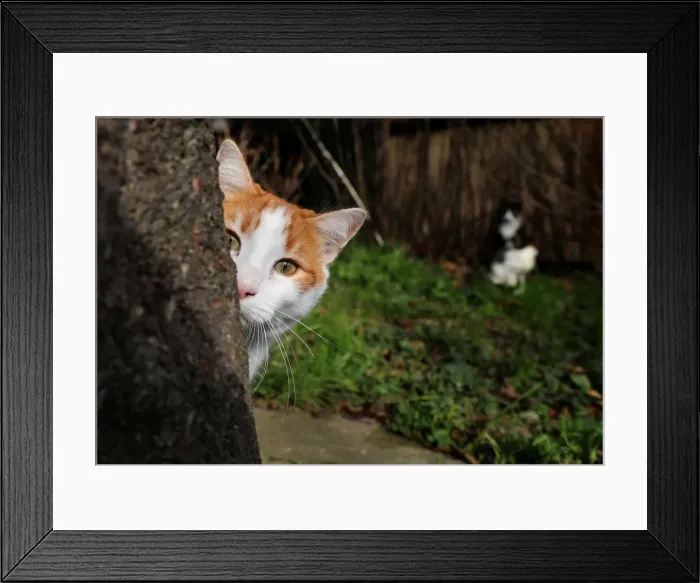 Framed Print : The Wider Image: Istanbul: city of cats Framed Print : The Wider Image: Istanbul: city of cats