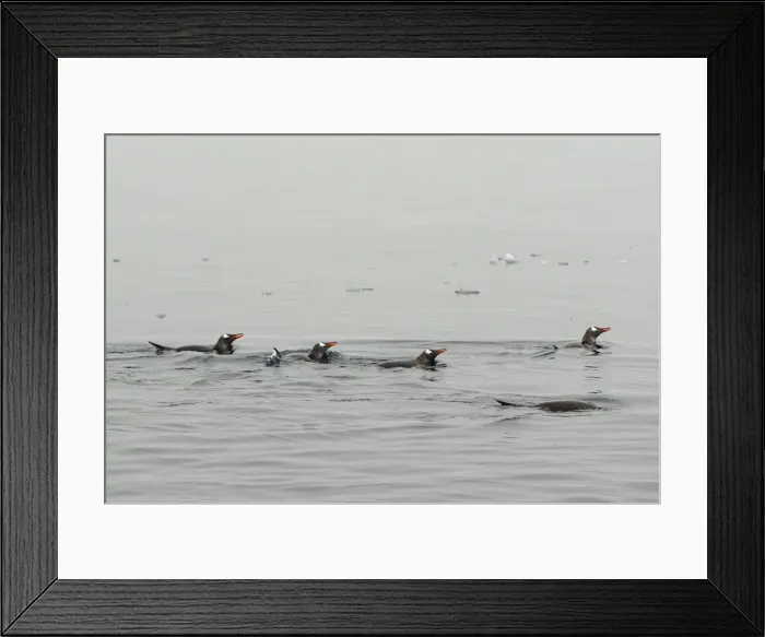Framed Print : A group of penguins swim in Andvord Bay, Antarctica Framed Print : A group of penguins swim in Andvord Bay, Antarctica