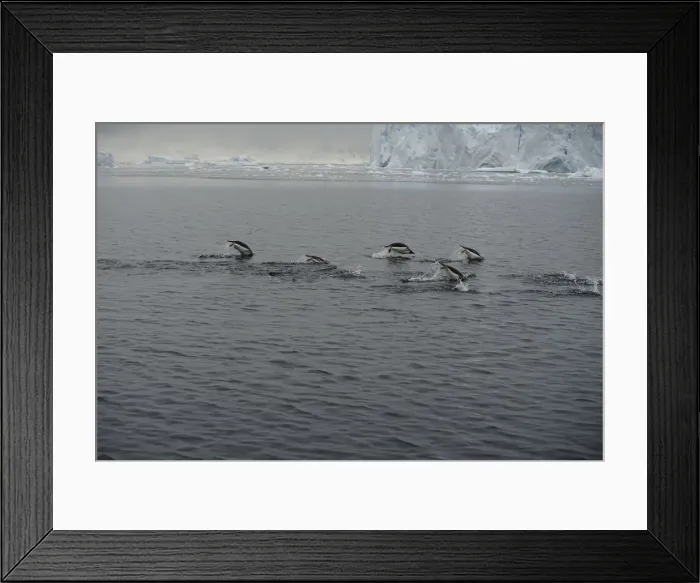 Framed Print : A group of penguins swim in Andvord Bay, Antarctica Framed Print : A group of penguins swim in Andvord Bay, Antarctica