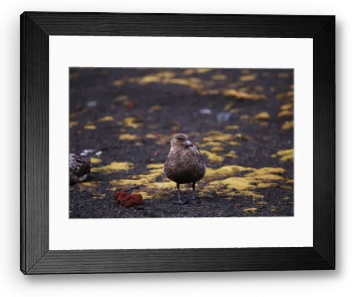 Framed Print : A skua stands on Deception Island, Antarctica