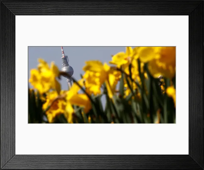 Framed Print : The television tower is seen through wild daffodil flowers in Berlin Framed Print : The television tower is seen through wild daffodil flowers in Berlin