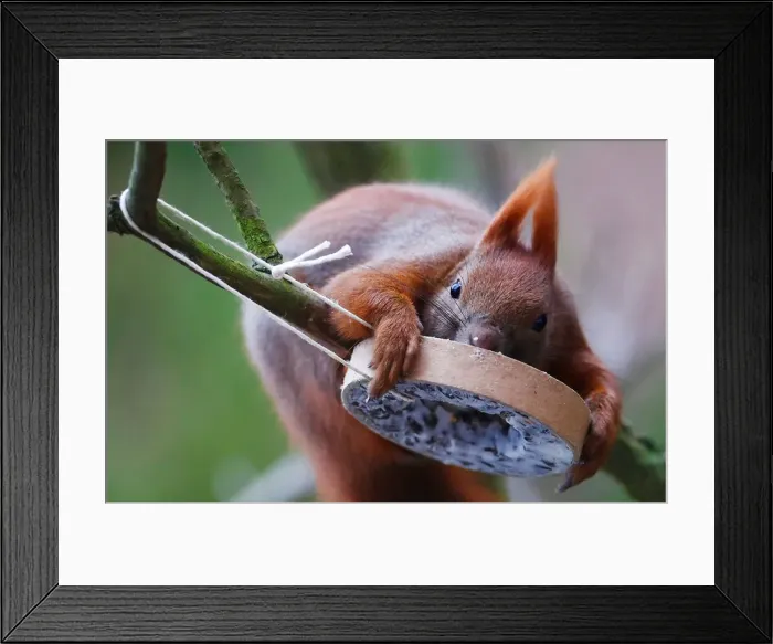 Framed Print : A red squirrel takes bird food at a tree in Berlin Framed Print : A red squirrel takes bird food at a tree in Berlin