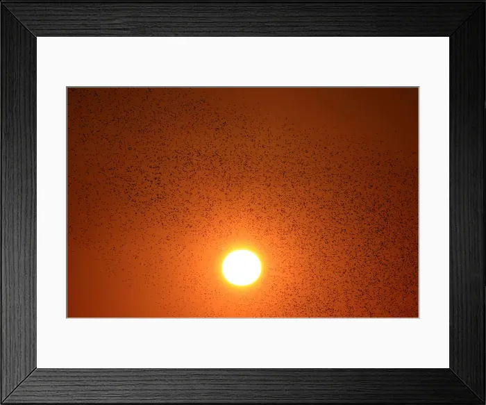 Framed Print : A flock of starlings fills the sunset over Rome Framed Print : A flock of starlings fills the sunset over Rome
