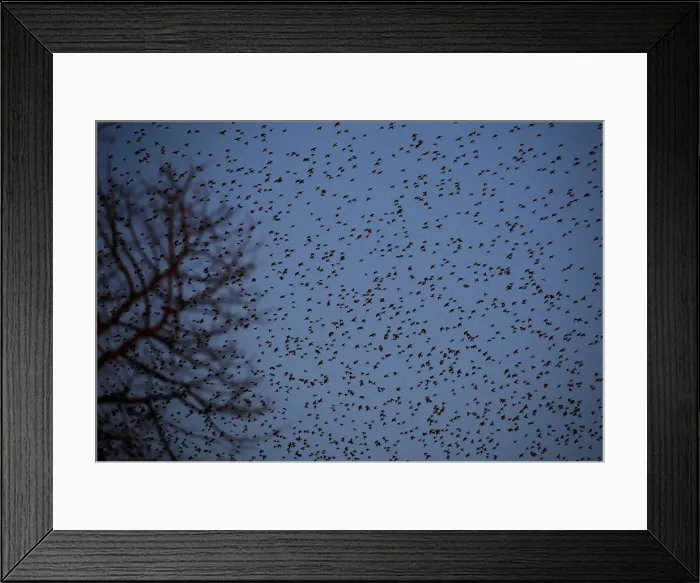 Framed Print : A flock of starlings fills the dusk sky over Rome Framed Print : A flock of starlings fills the dusk sky over Rome