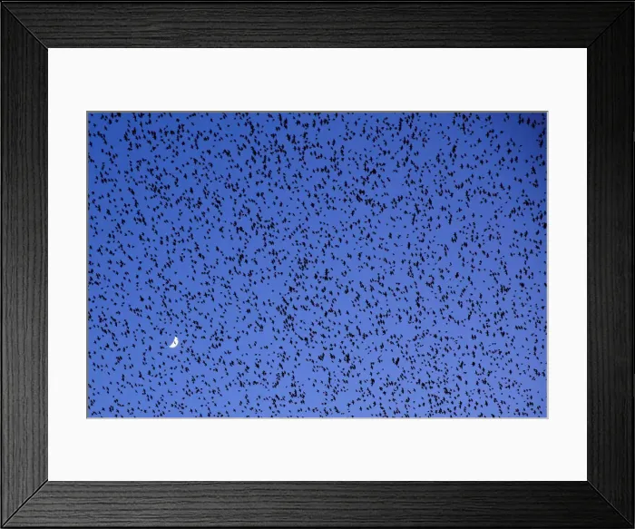 Framed Print : A flock of starlings fills the dusk sky over Rome Framed Print : A flock of starlings fills the dusk sky over Rome