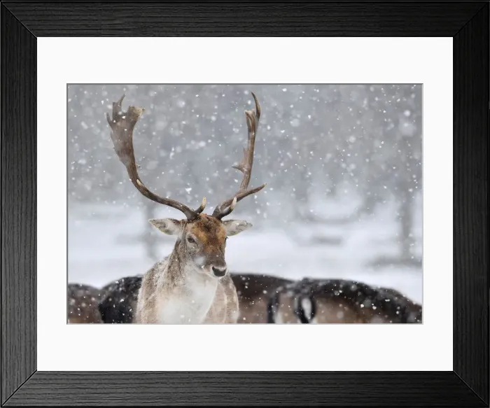 Framed Print : Deer stand as snow falls in Richmond Park in London