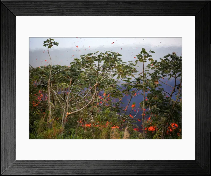 Framed Print : Lava erupts from a fissure on the outskirts of Pahoa Framed Print : Lava erupts from a fissure on the outskirts of Pahoa