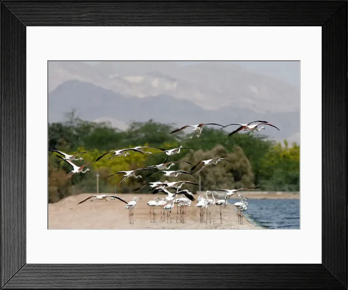 Framed Print : A flock of flamingos is seen at a bird observatory in the city of Aqaba Framed Print : A flock of flamingos is seen at a bird observatory in the city of Aqaba