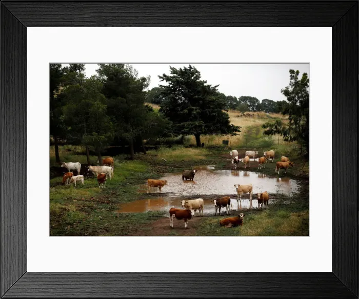 Framed Print : Cattle can be seen near the Israeli side of the border with Syria in the Israeli-occupied