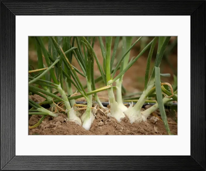 Framed Print : Onions are seen at a plantation in Samalayuca Framed Print : Onions are seen at a plantation in Samalayuca