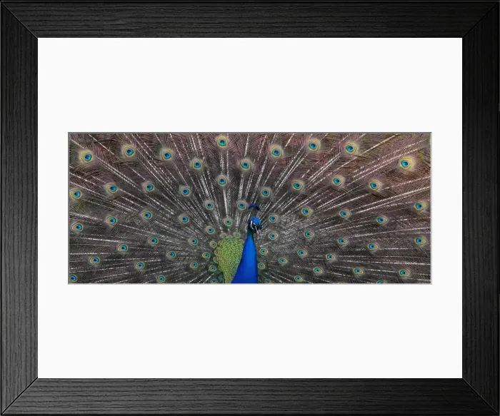 Framed Print : A peacock displays his plumage as part of a courtship ritual to attract a mate