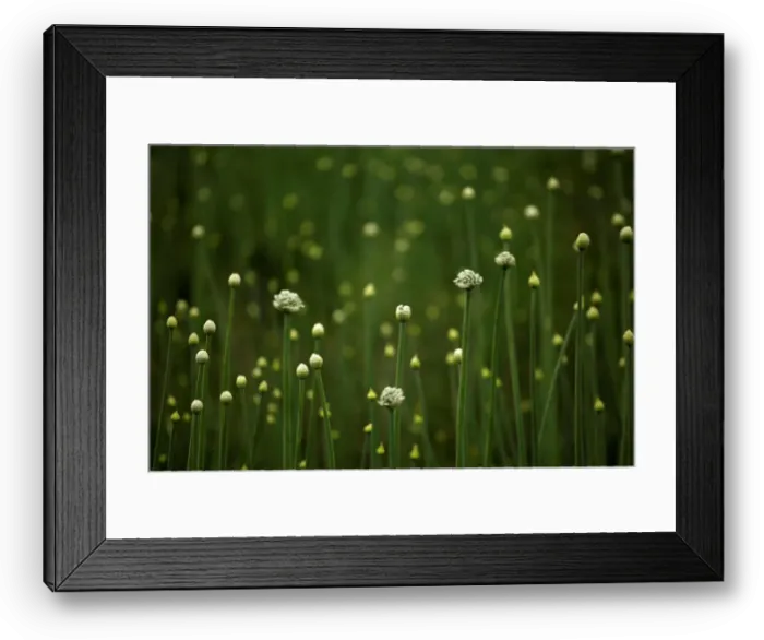 Framed Print : An onion plantation is seen in Samalayuca
