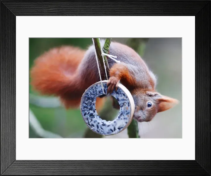 Framed Print : A red squirrel takes bird food at a tree in Berlin Framed Print : A red squirrel takes bird food at a tree in Berlin