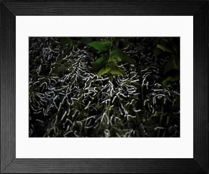 Framed Print : The Wider Image: Myanmar hills embrace silkworms over poppies Framed Print : The Wider Image: Myanmar hills embrace silkworms over poppies