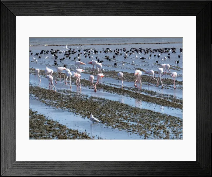 Framed Print : Flamingos search for food at the Albufera Natural Park in Valencia Framed Print : Flamingos search for food at the Albufera Natural Park in Valencia
