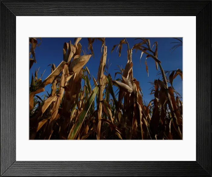 Framed Print : Corn plants are seen in a drought-affected farm near Chivilcoy Framed Print : Corn plants are seen in a drought-affected farm near Chivilcoy