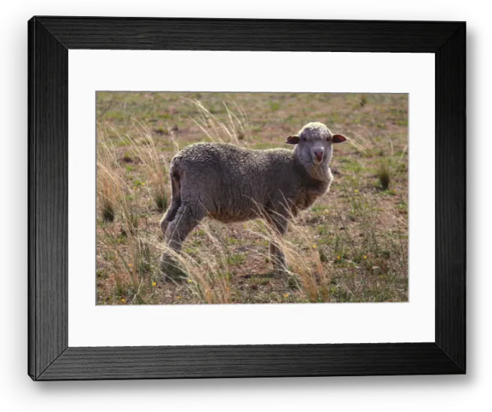 Framed Print : A sheep ready for shearing stands in a paddock located on a property near the central New Framed Print : A sheep ready for shearing stands in a paddock located on a property near the central New