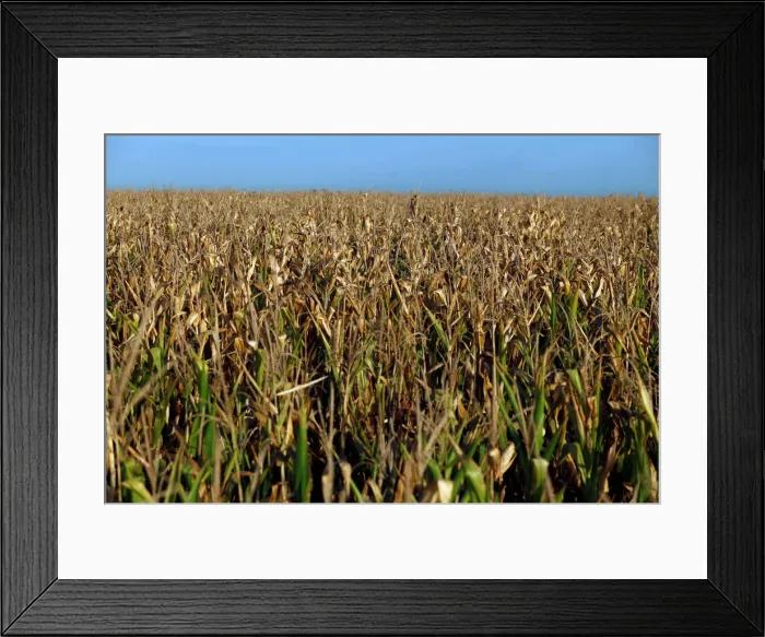 Framed Print : A corn field is seen in a drought-affected farm near Chivilcoy
