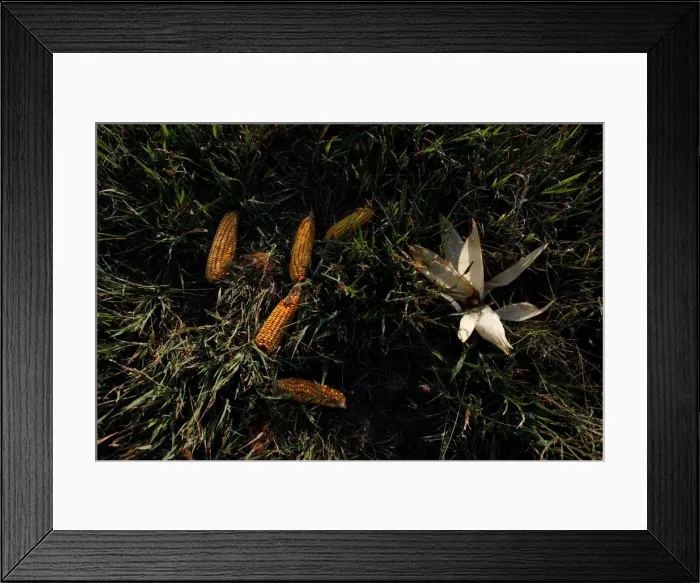 Framed Print : Corn is seen in a drought-affected farm near Chivilcoy Framed Print : Corn is seen in a drought-affected farm near Chivilcoy