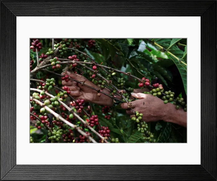 Framed Print : Worker picks robusta coffee fruits during a harvest at a plantation in Nueva Guinea Framed Print : Worker picks robusta coffee fruits during a harvest at a plantation in Nueva Guinea