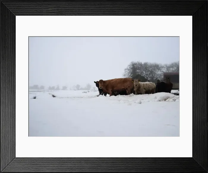 Framed Print : Cattle are seen in a snow-covered field in Kilteel Framed Print : Cattle are seen in a snow-covered field in Kilteel