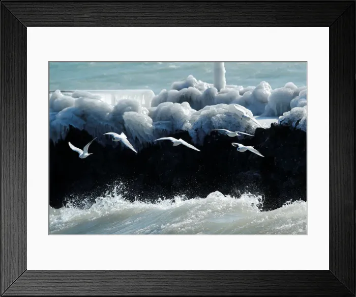 Framed Print : Gulls fly during a windy winter day near Lake Leman in Geneva Framed Print : Gulls fly during a windy winter day near Lake Leman in Geneva