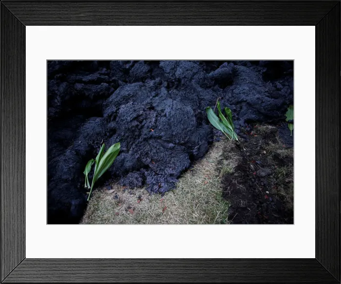 Framed Print : Hawaiian ti leafs are left as an offering near the recent lava flow in the Leilani Framed Print : Hawaiian ti leafs are left as an offering near the recent lava flow in the Leilani