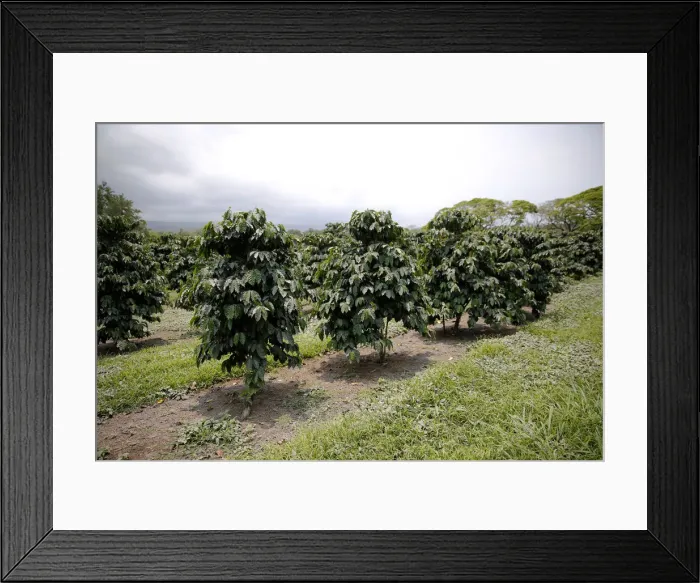 Framed Print : Volcanic ash covers the leaves of coffee plants in Pahala, Hawaii Framed Print : Volcanic ash covers the leaves of coffee plants in Pahala, Hawaii