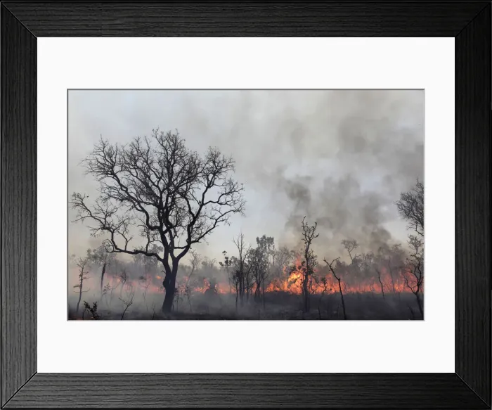 Framed Print : A forest fire burns at the Brasilia National Park Framed Print : A forest fire burns at the Brasilia National Park