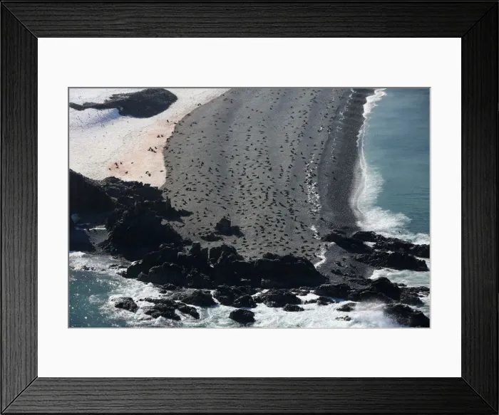 Framed Print : Seals on a beach in Half Moon Bay, Antarctica Framed Print : Seals on a beach in Half Moon Bay, Antarctica