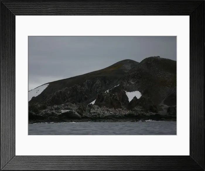 Framed Print : Penguins congregate in Maxwell Bay, Antarctica Framed Print : Penguins congregate in Maxwell Bay, Antarctica
