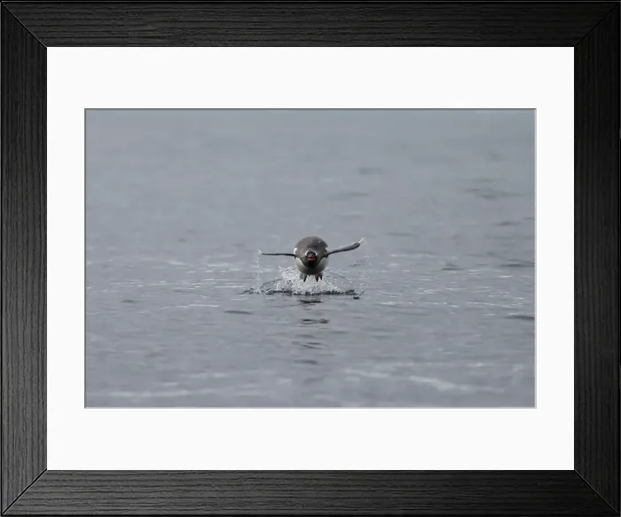 Framed Print : A penguin swims in Maxwell Bay, Antarctica