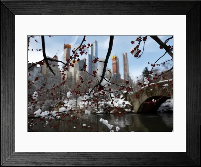 Framed Print : Snow sits on tree limbs at Central Park in Manhattan, New York Framed Print : Snow sits on tree limbs at Central Park in Manhattan, New York