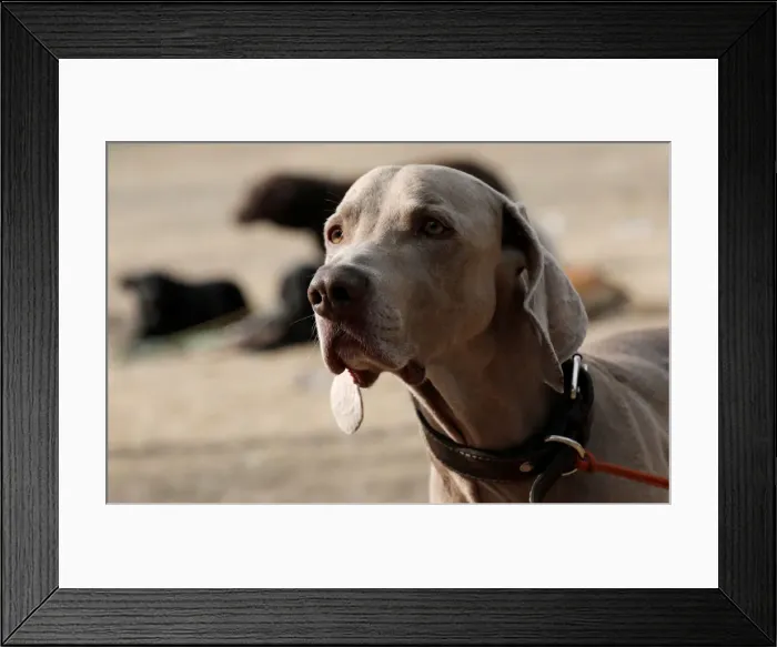 Framed Print : A dog is pictured during a training session run at a park Framed Print : A dog is pictured during a training session run at a park
