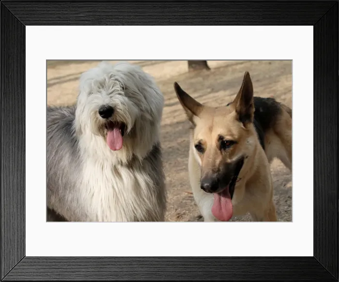 Framed Print : Dogs are pictured during a training session run at a park