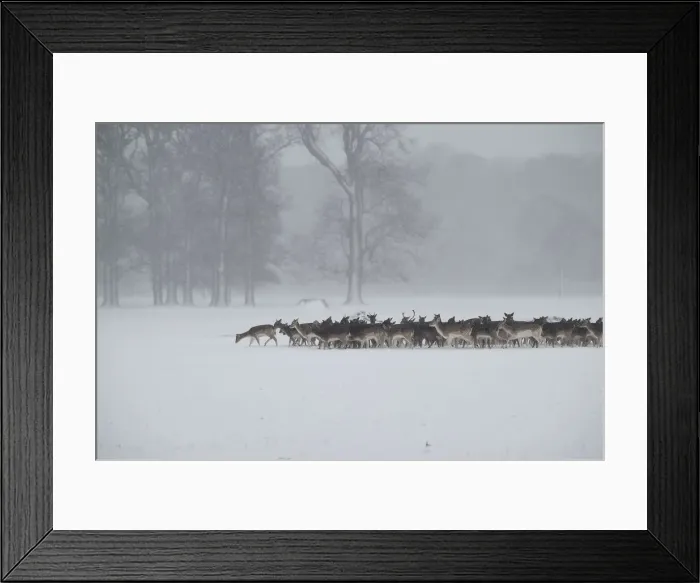Framed Print : A herd of deer huddles together in woodlands during heavy snow in Dublin Framed Print : A herd of deer huddles together in woodlands during heavy snow in Dublin