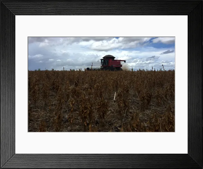 Framed Print : Soybeans are harvested at a farm in Porto Nacional Framed Print : Soybeans are harvested at a farm in Porto Nacional