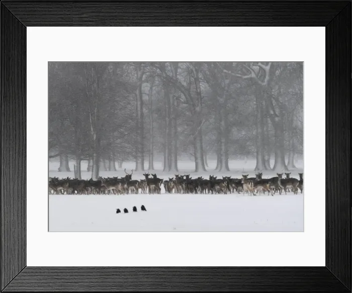 Framed Print : A herd of deer huddles together in woodlands during heavy snow in Dublin Framed Print : A herd of deer huddles together in woodlands during heavy snow in Dublin