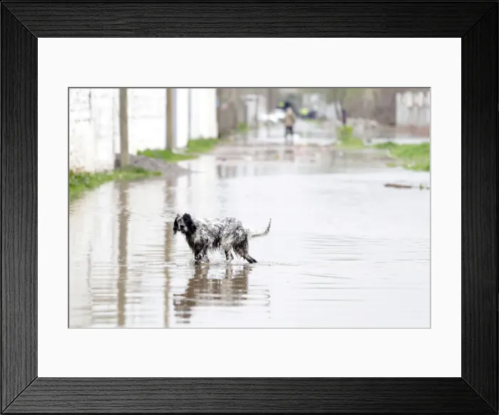 Framed Print : A dog is pictured at a flooded area in Shkodra Framed Print : A dog is pictured at a flooded area in Shkodra