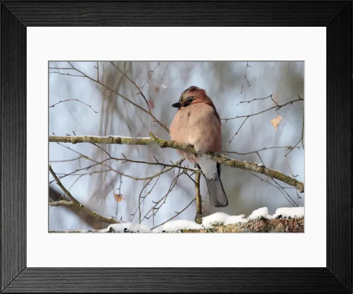Framed Print : A jay rests on a tree as the air temperature drops to about minus 12 degrees Celsius (10 Framed Print : A jay rests on a tree as the air temperature drops to about minus 12 degrees Celsius (10