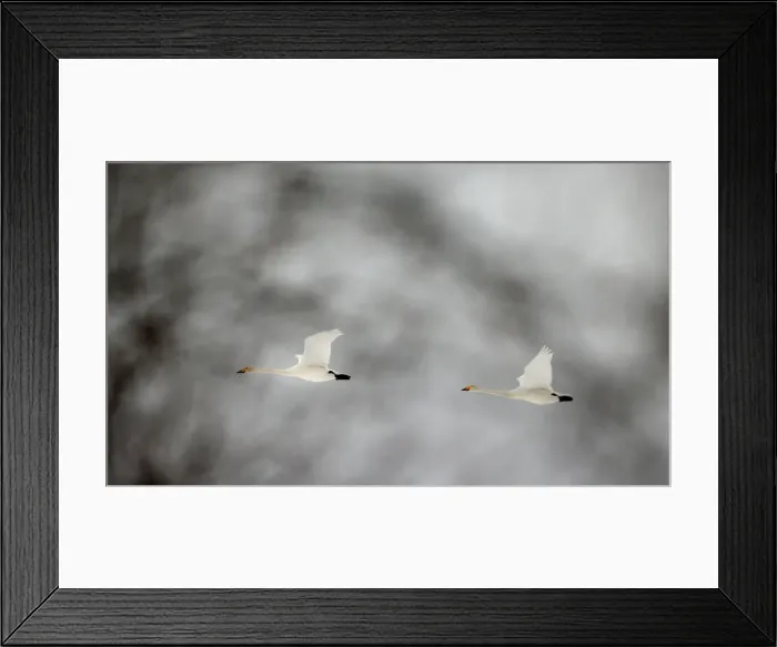 Framed Print : Whooper swans fly over forest in Republican landscape reserve Naliboksky near